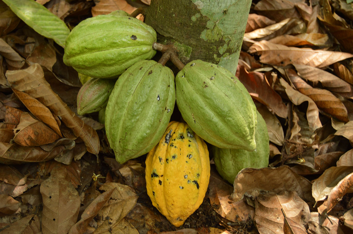 AFOODS Group Upcycling Cacao