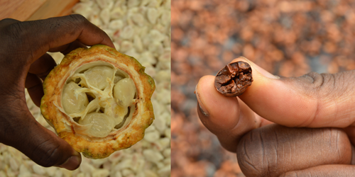 KOKOJOO - Kakaofruchtfleisch und Kakaobohnenschalen als Hauptzutate von KOKOJOO
